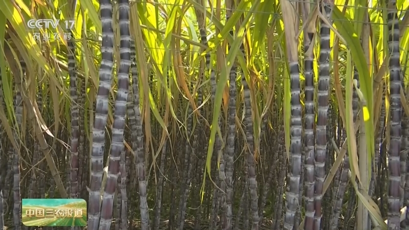 10元3条任砍，20天清空50多亩滞销甘蔗的甜蜜行动