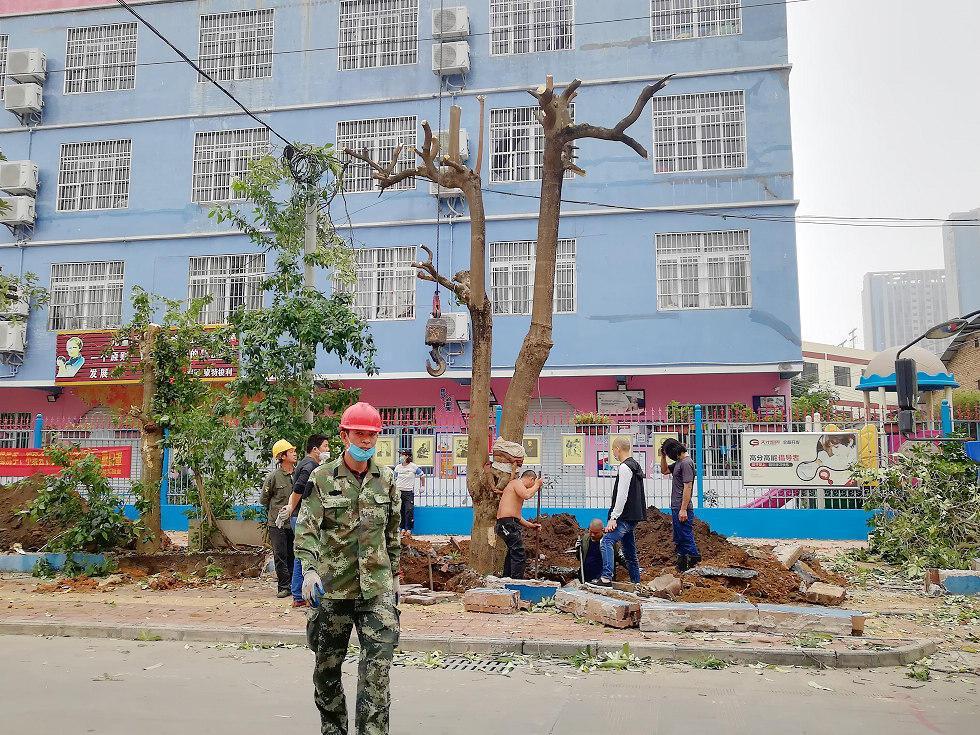 男子清理下水道时意外拉出20米长树根,一场城市隐秘的拔树行动 男子清理下水道时意外拉出20米长树根,一场城市隐秘的拔树行动