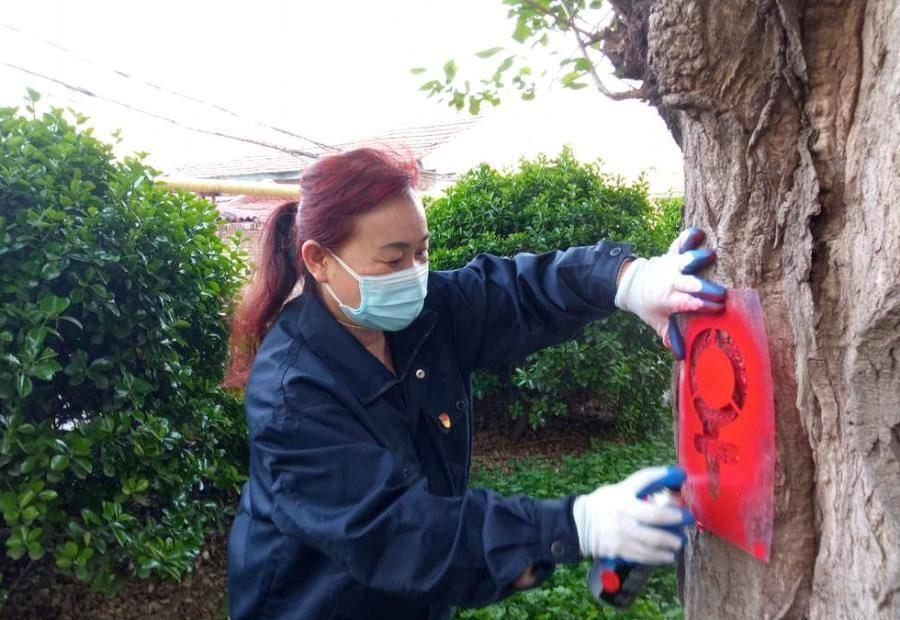 飞絮之困,探讨飞絮杨柳树是否应被全面砍伐的环保与人文考量 飞絮之困,探讨飞絮杨柳树是否应被全面砍伐的环保与人文考量