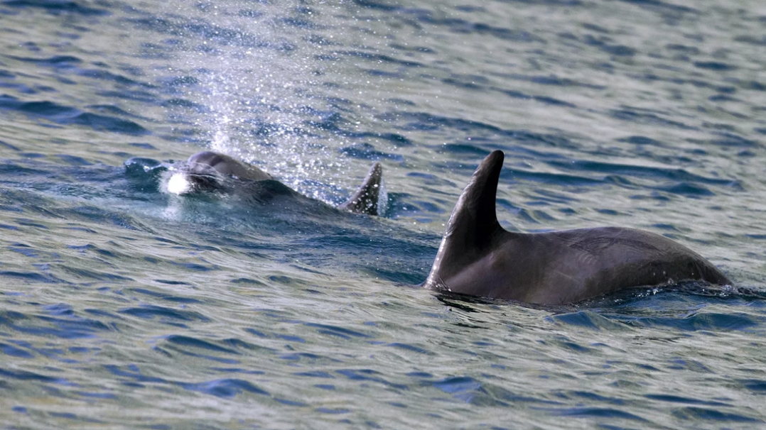 俄罗斯黑海沿岸区域超130只海豚死亡,一场生态灾难的警钟 俄罗斯黑海沿岸区域超130只海豚死亡,一场生态灾难的警钟