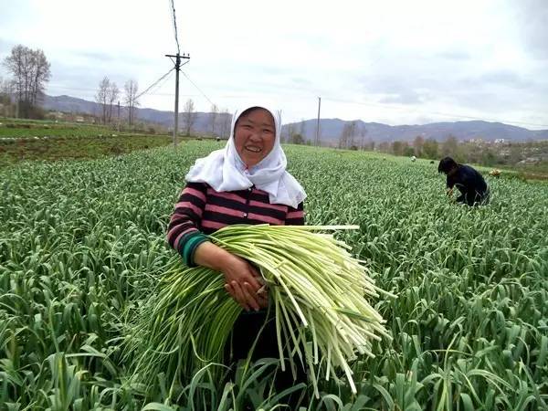 近百亩蒜薹免费抽，蒜地秒变乡村旅游新景点