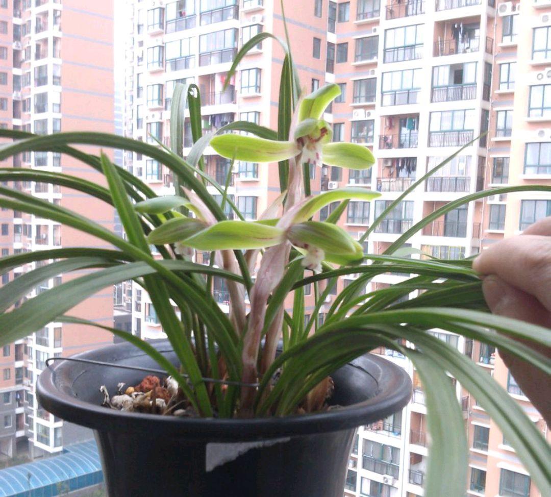 花卉叶片形态的奥秘,自然界的艺术杰作 花卉叶片形态的奥秘,自然界的艺术杰作