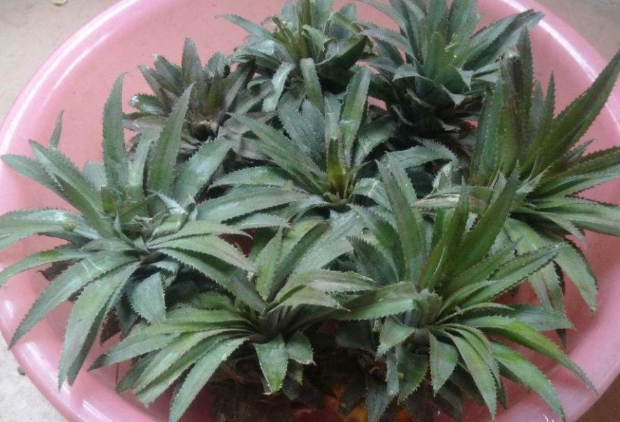 石头与瓶子，早教中的奇妙探索