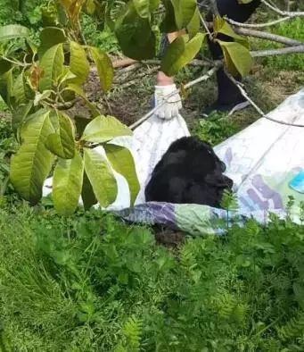 黑龙江双鸭山宠物馆17条狗死亡事件，一场关于责任与反思的悲剧