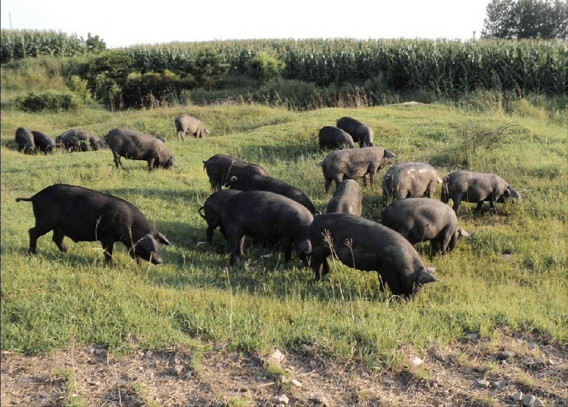 10万头黑猪让沙漠变绿洲，一场不切实际的绿色幻想