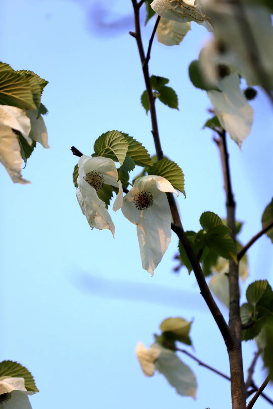 南京玄武湖畔的国宝之花——鸽子花盛开记 南京玄武湖畔的国宝之花——鸽子花盛开记