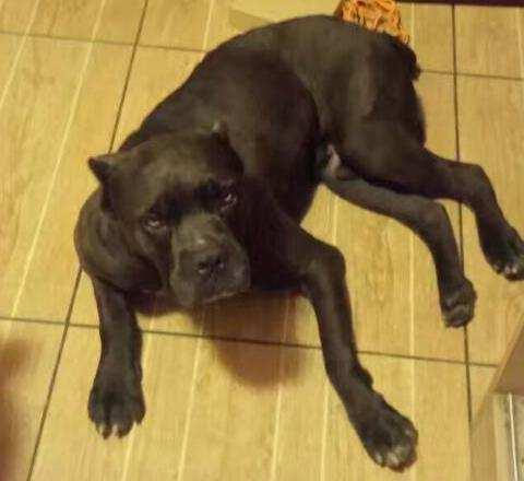 男子遭马犬扑咬,神走位躲过惊险一幕 男子遭马犬扑咬,神走位躲过惊险一幕