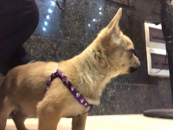 悲剧的警钟,英国19岁少女被养了7年的猎犬意外咬死 悲剧的警钟,英国19岁少女被养了7年的猎犬意外咬死