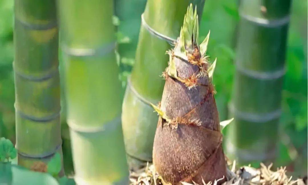 阿姨拔笋,衣衫不慎竹间失,一场意外的竹子穿衣奇遇 阿姨拔笋,衣衫不慎竹间失,一场意外的竹子穿衣奇遇