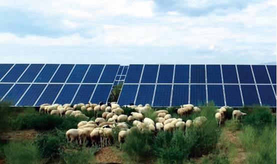 塔克拉玛干沙漠的绿色奇迹，大片苜蓿的顽强生长