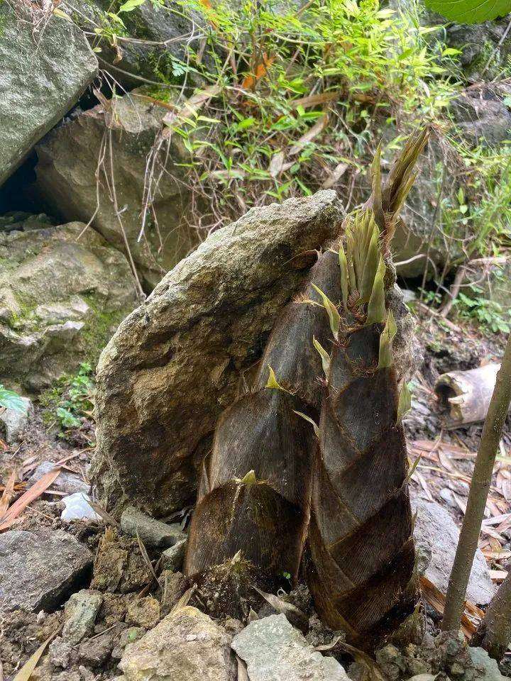 竹笋破石,摄影师五日蹲守的奇迹瞬间 竹笋破石,摄影师五日蹲守的奇迹瞬间