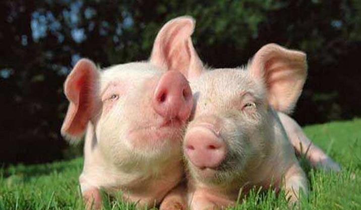 健康的增重策略，平衡饮食与适度运动的艺术