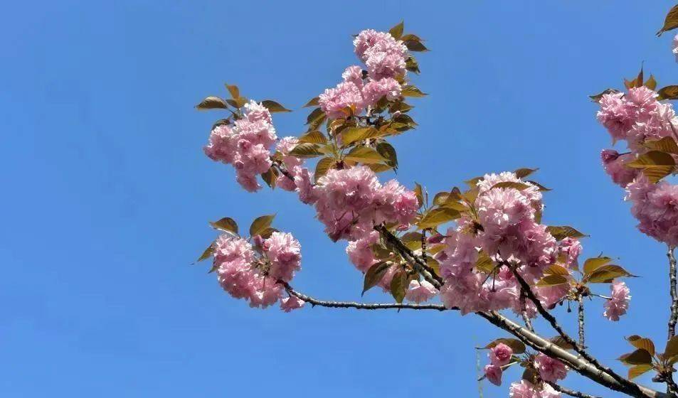 春日绽放，明开花卉的绚烂画卷